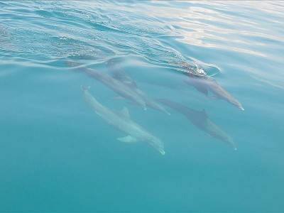 Key West Dolphin Watch & Snorkel Image 7
