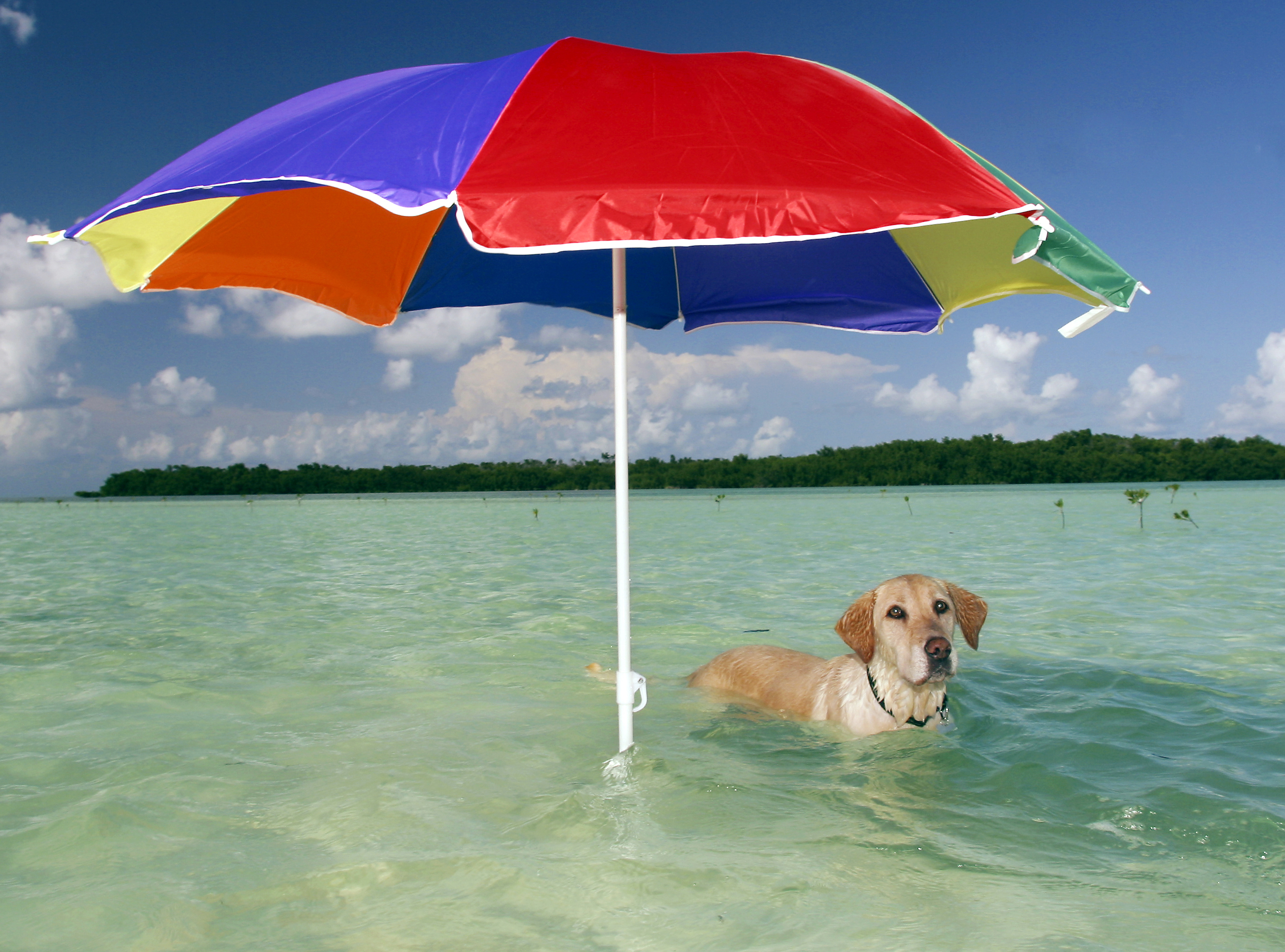 dog beach shade