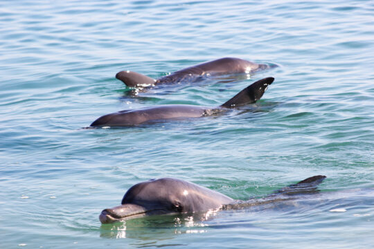 Dolphin Playground