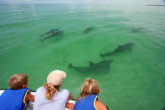 Dolphin Adventures in Key West